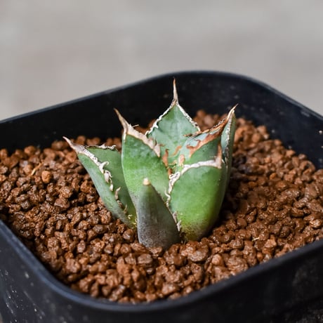 CATEGORY チタノタ シャークソウイ | RAFLUM / ラフラム｜東京、大阪の