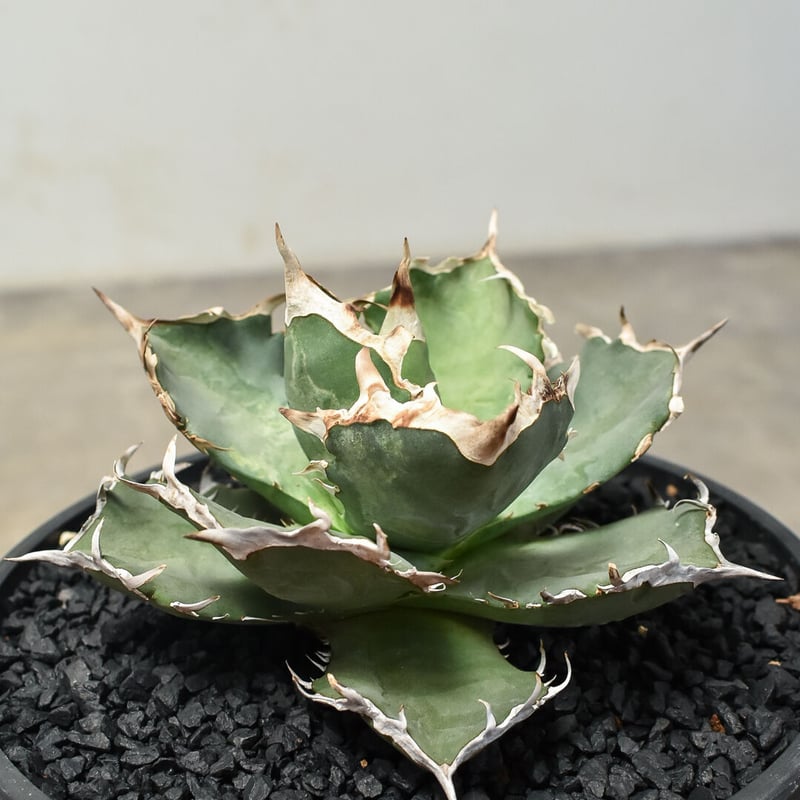 アガベ チタノタ クラブ 