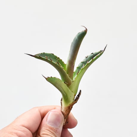 アガベチタノタチーター | STORES