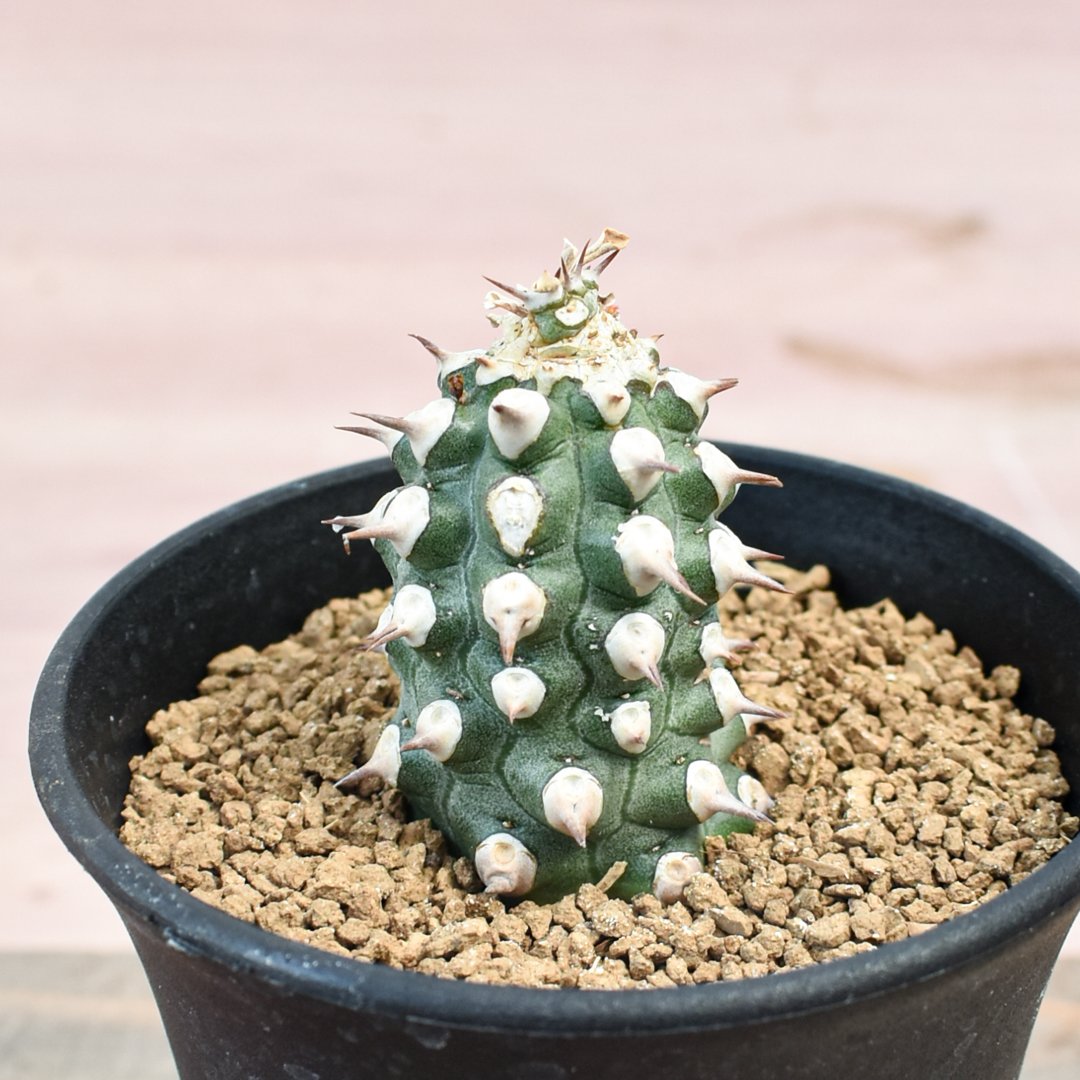 ユーフォルビア　トム　Euphorbia Tom 発根済み　抜き苗 ユーフォルビア トム RFHK-262 | RAFLUM / ラフラム｜東京 原宿の塊根