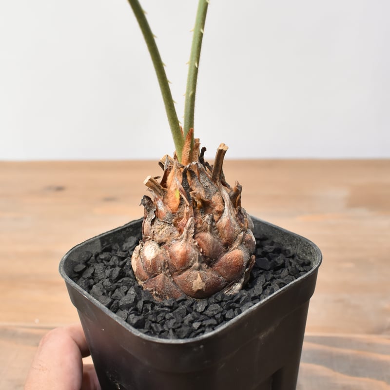 サイカス カイルンシアナ 【実生】RF25011358 | RAFLUM / ラフラム