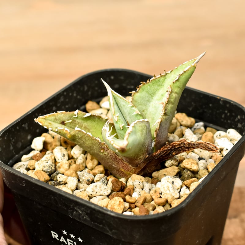 アガベ　チタノタ　ステゴサウルス アガベ チタノタ 