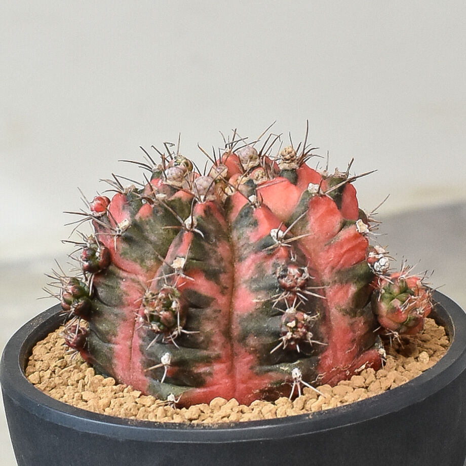 多肉植物　韓国苗　ギムノカリキウム　ミハノビッチT-LUX　発根済み ギムノカリキウム ミハノビッチ 実生【発根管理中】緋牡丹錦