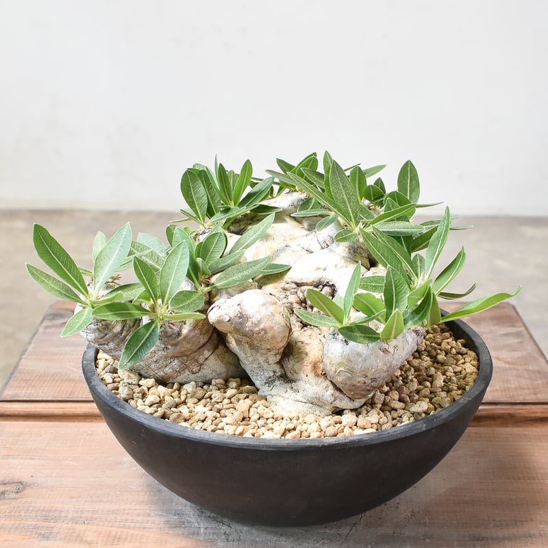 恵比寿笑い　現地株　パキポディウムブレビカウレ　発根済み　グランカクタス　鉢付き 恵比寿笑い 現地株 パキポディウムブレビカウレ 発根済み グラン