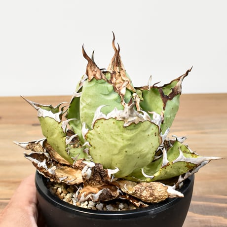 アガベ チタノタ 精品チーター "精品猟豹"  【台湾 dragon agave産/中株/発根済み】601 DGC2411092（T）