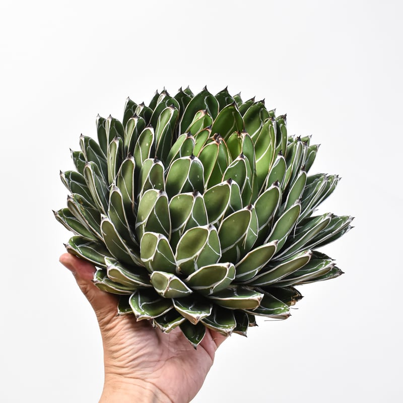 アガベ　笹の雪　ヴィクトリアレッジーナ　サンキング　美株 選抜株 楽天市場】agave Victoria reginae / アガベ ヴィクトリア