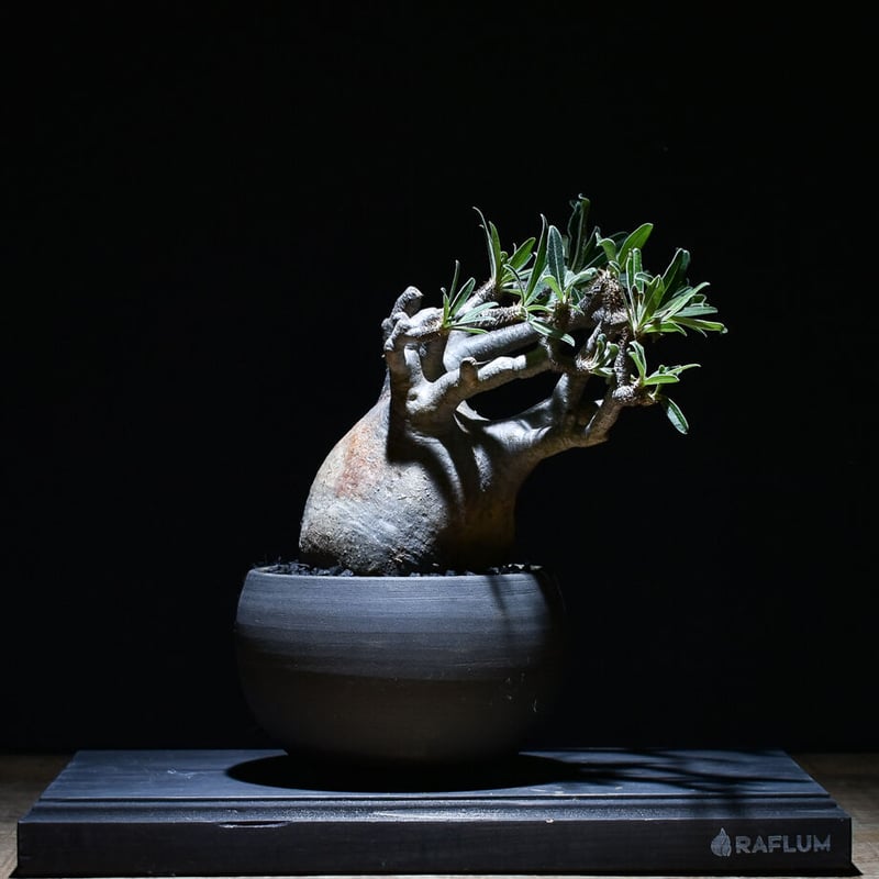 パキポディウム グラキリス (発根済み) RF22994 | RAFLUM / ラフラム