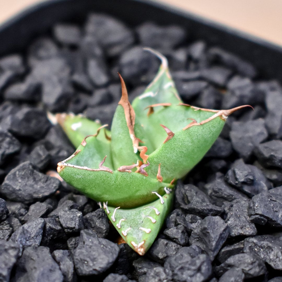 超絶極上株 アガベ ホリダ 陽炎 超凶暴鋸歯 コンパクト 特選株 超絶