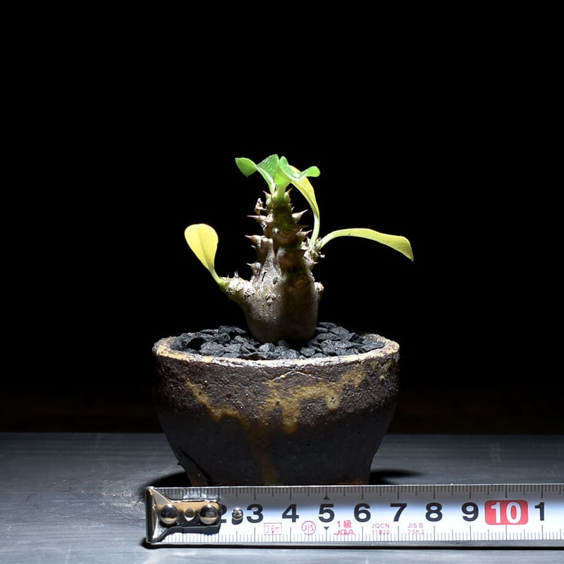 パキポディウム ウィンゾリー （発根済み）typeD RF221105 | RAFLUM /