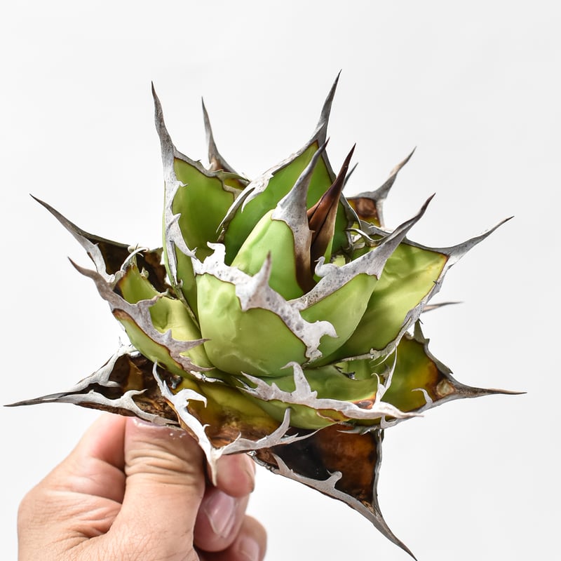 アガベ チタノタ DENNIS ホリダ×鬼爪（026） 