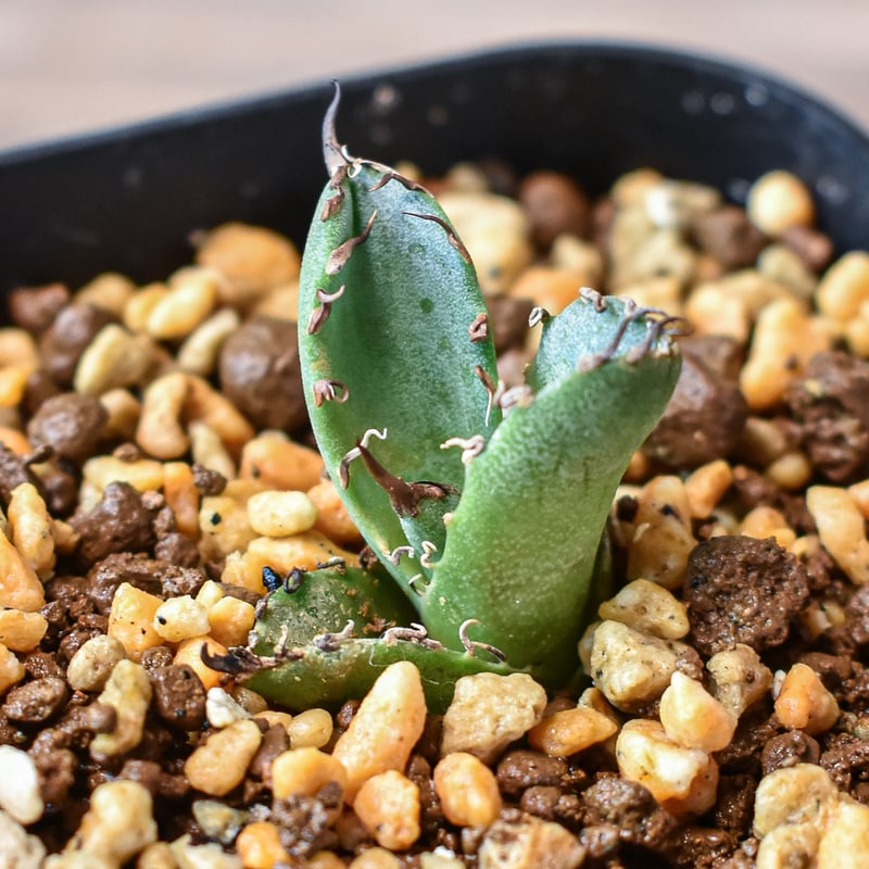 台湾八角鉢 5寸 10個 Agave鉢 台湾鉢5寸×10個