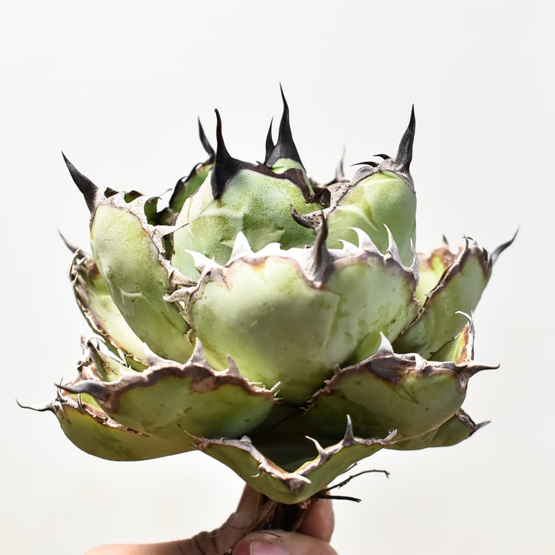 超選抜血統　ブラックアンドブルー　BB　チタノタ アガベ チタノタ ブラックアンドブルー（bb-13）BB子株 | アガベ