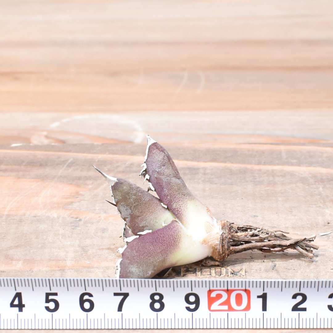 レア品種】アガベ チタノタ WANDA / 汪達【台湾 dragon agave産/抜き苗/