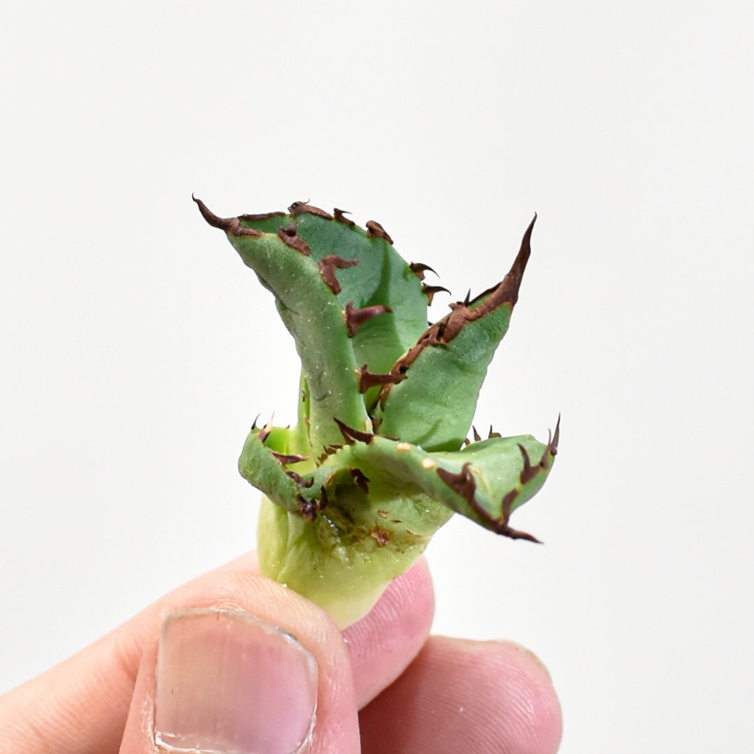 アガベ Dennis 翼龍 / チタノタ プテラノドン 【台湾DENNIS産