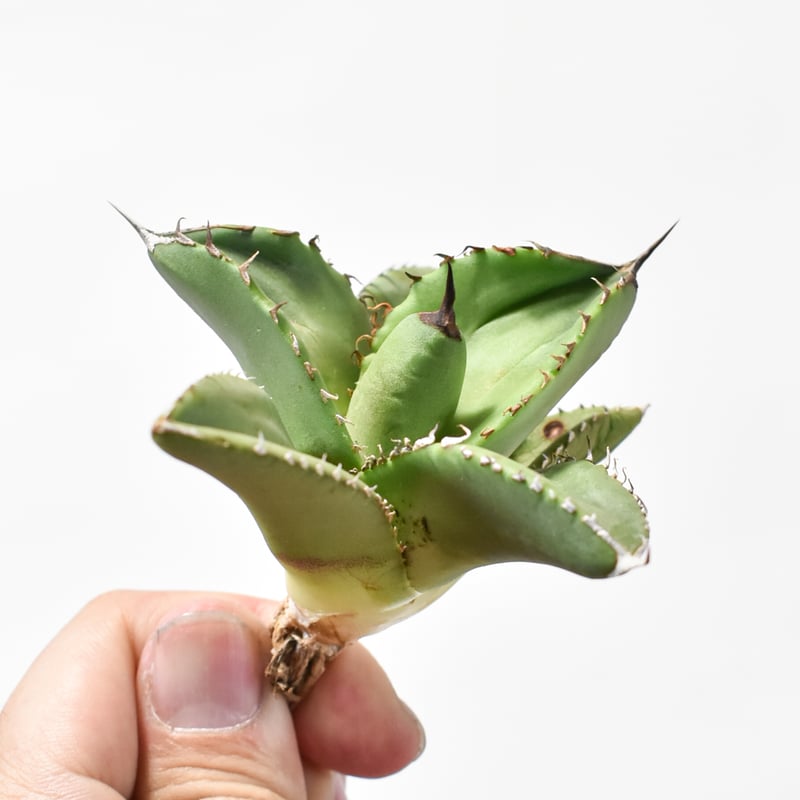 アガベ チタノタ 