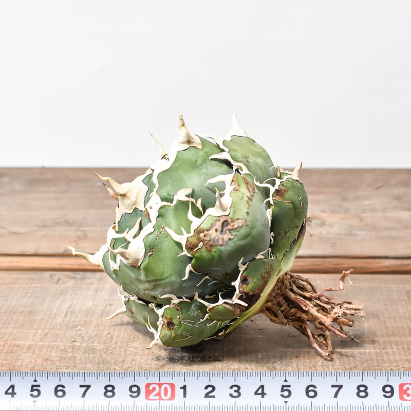 RAFLUM特選株】アガベ チタノタ “精品白鯨” 【台湾 dragon agave