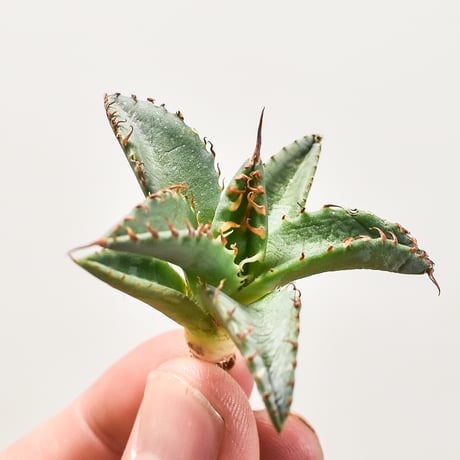 CATEGORY ユタエンシスエボリスピナ×ブラックアンドブルー