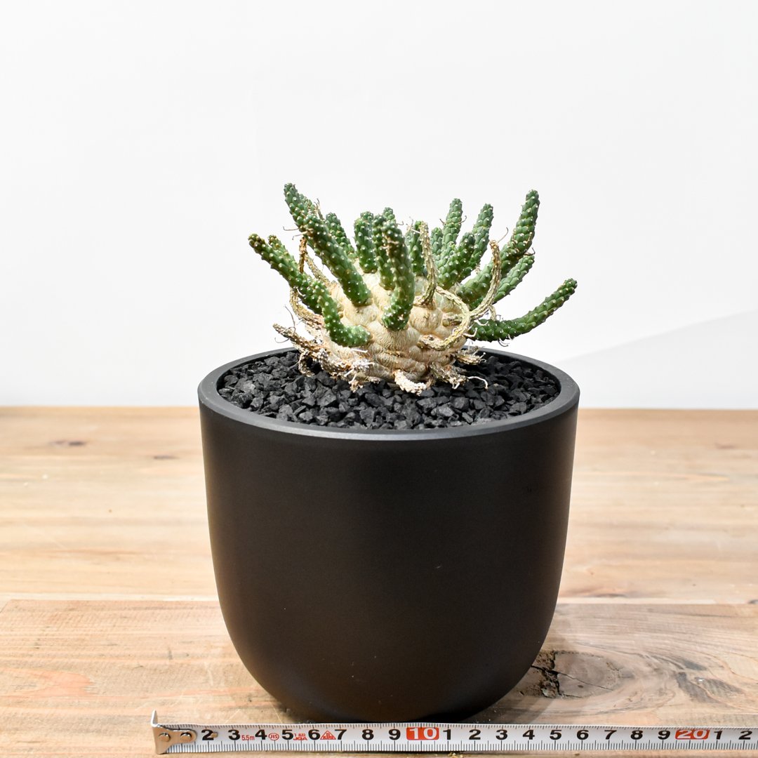 ユーフォルビア ガムケンシス【発根済み】HK25010619(T) | RAFLUM