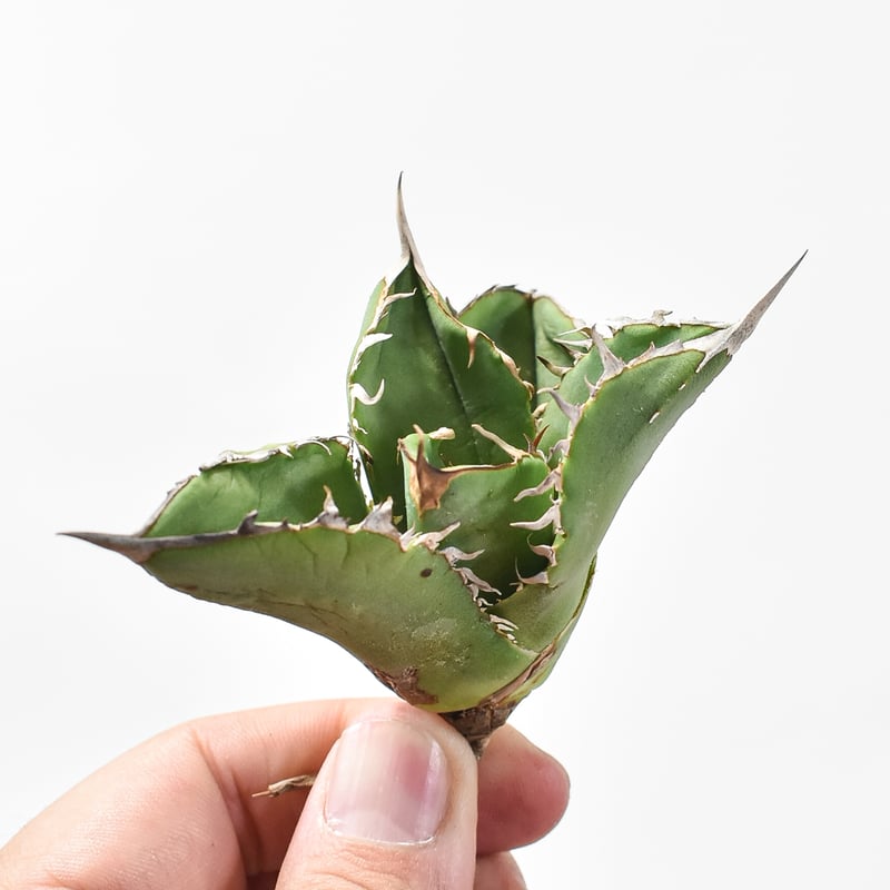 COK Agave titanota cg01 追星 アガベ チタノタ “追星” 子株【Agave