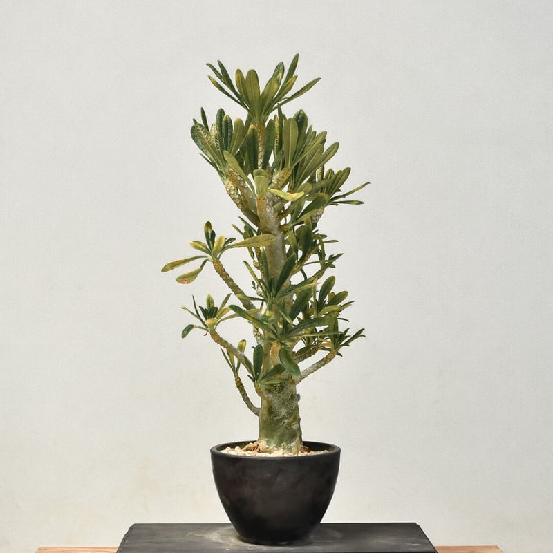 ドルステニア ギガス（発根済み）RF231433(T) | RAFLUM / ラフラム