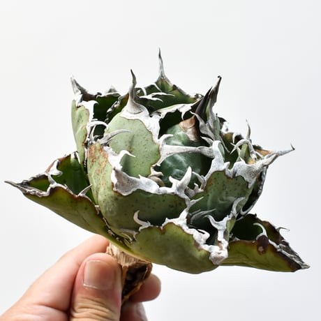 CATEGORY チタノタ 白鯨 | RAFLUM / ラフラム｜東京、大阪の塊根植物