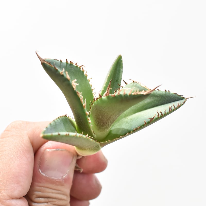 アガベ　チタノタ　dennis040 ② アガベ チタノタ DENNIS040 デニス040 