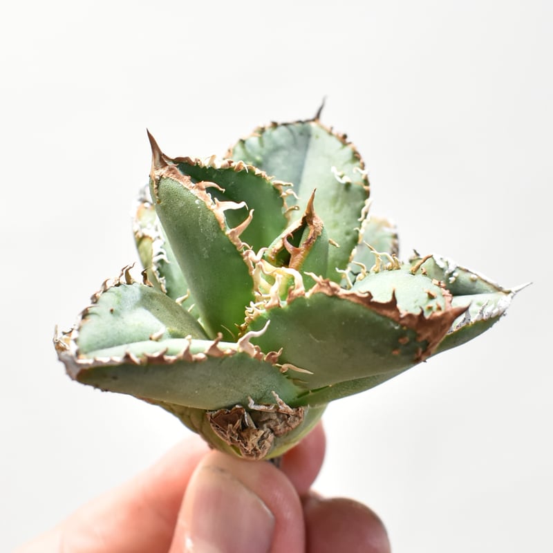 アガベ チタノタ 麻花龍 agave titanota Mahua TCブツブツ