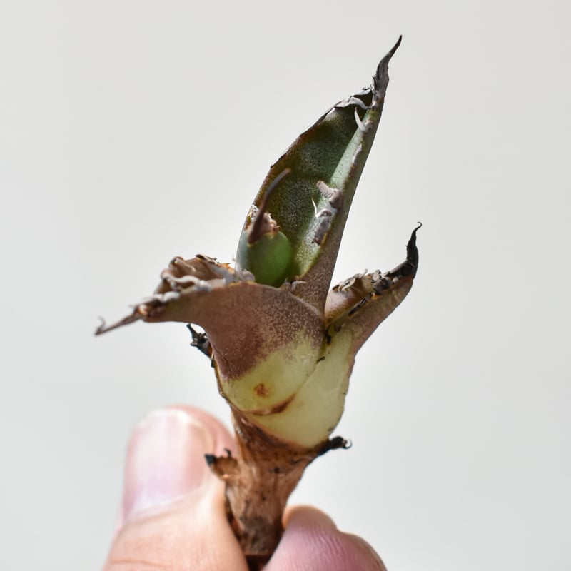 RAFLUM特選】アガベ チタノタ シーザー 