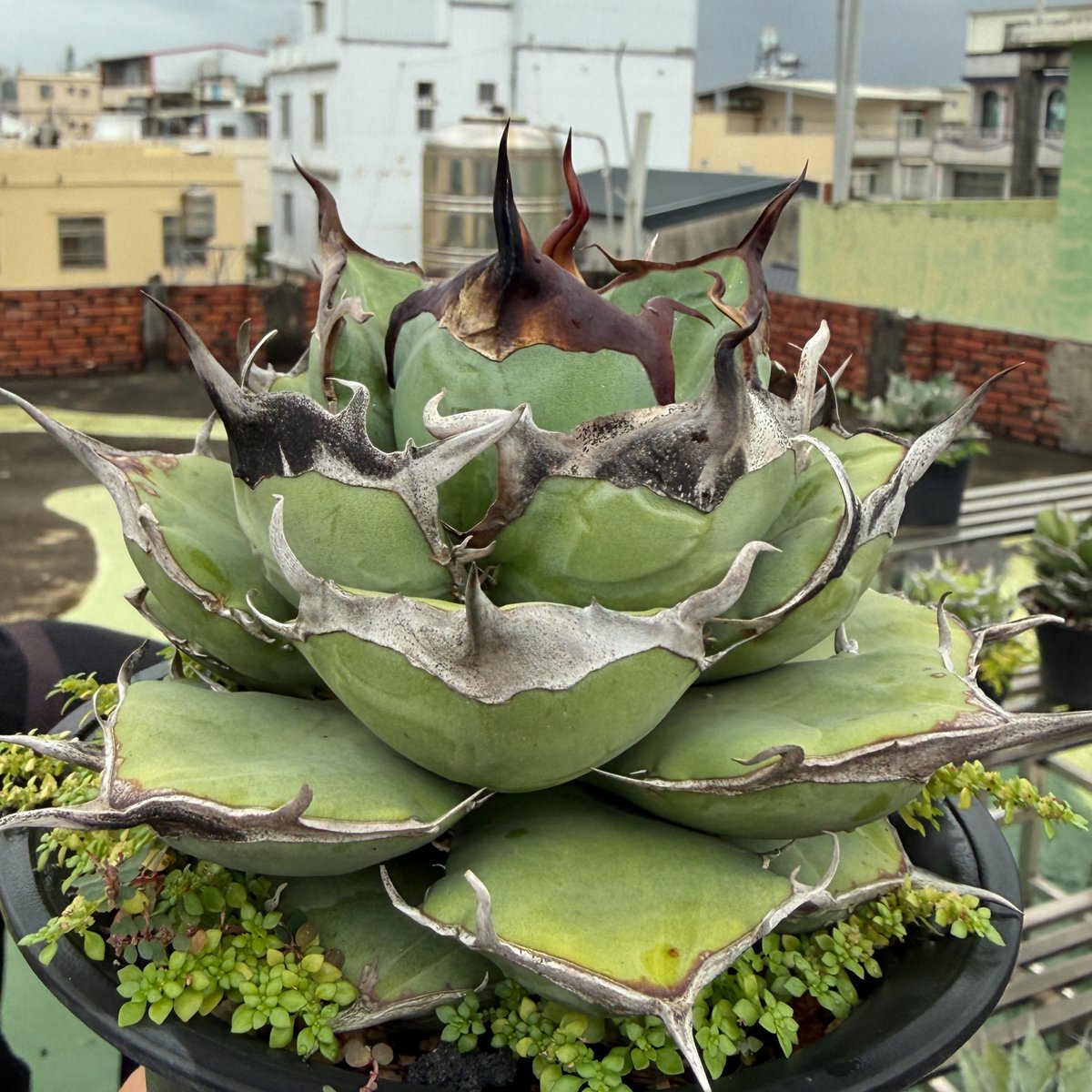 アガベ オテロイ 