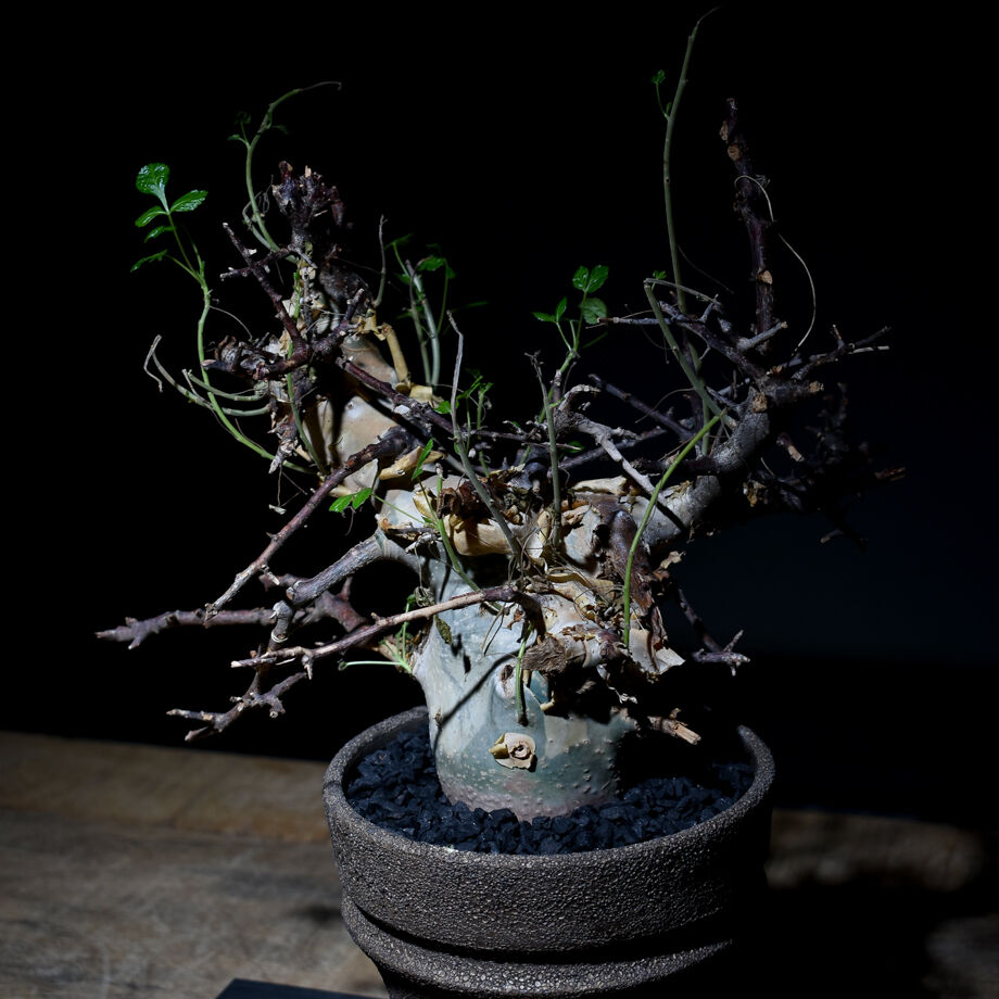 コミュフォラ カタフ＆valiem Commiphora kataf コミフォラ