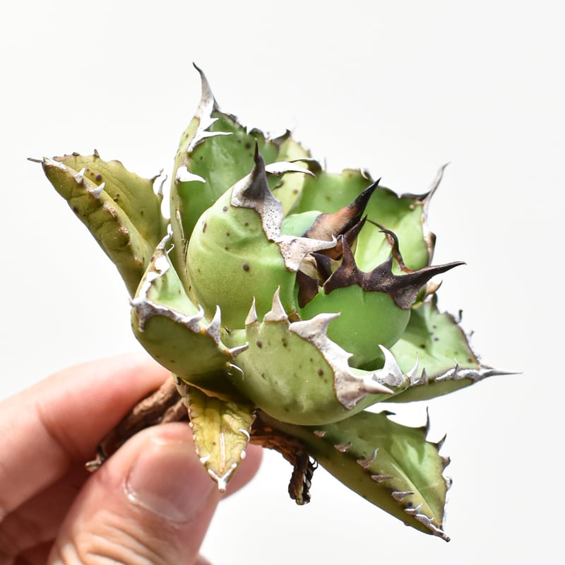 アガベ チタノタ ドワーフ /  