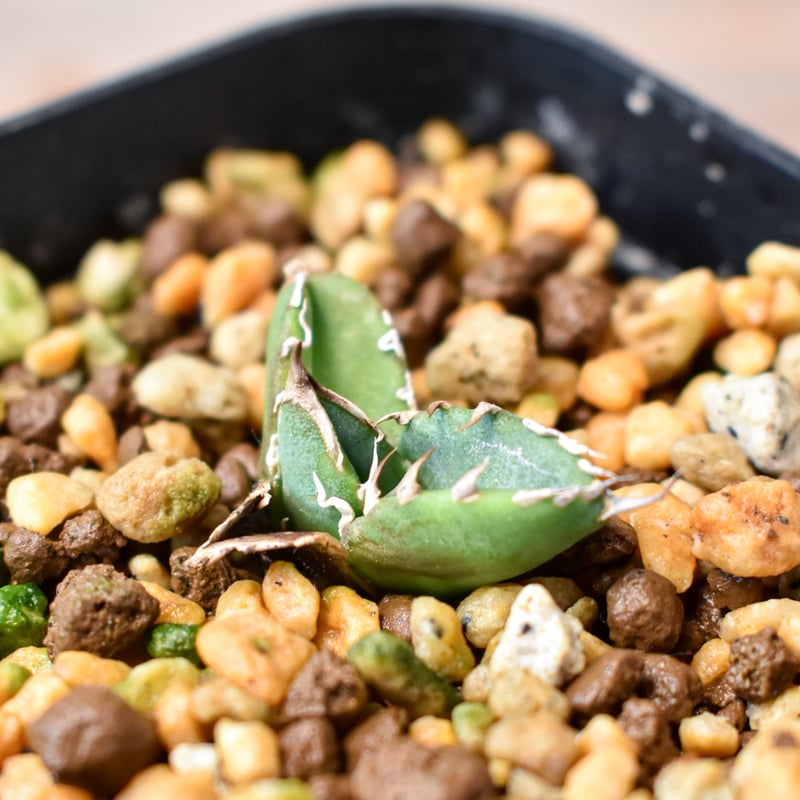 アガベ チタノタ 