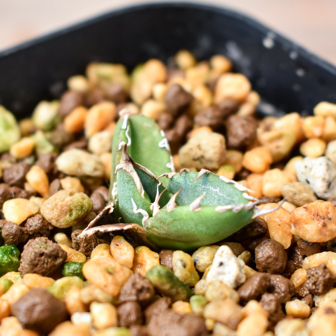 アガベ チタノタ 