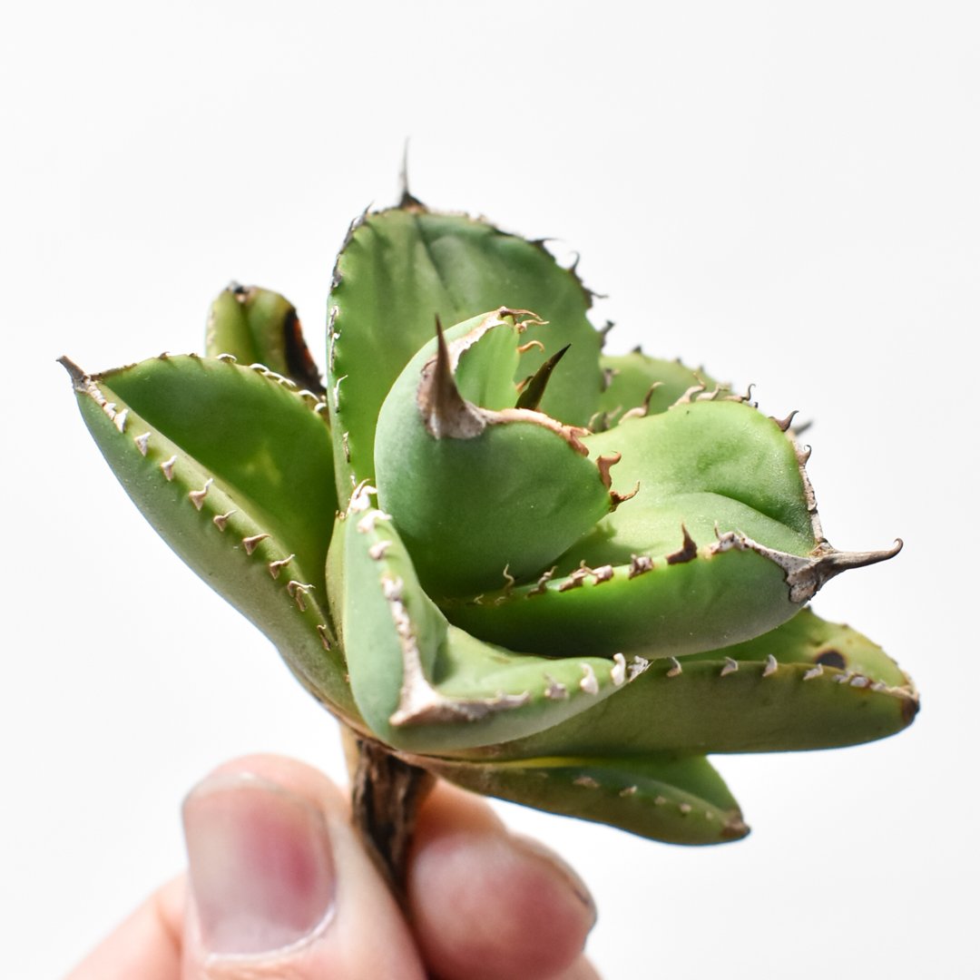 アガベ チタノタ 