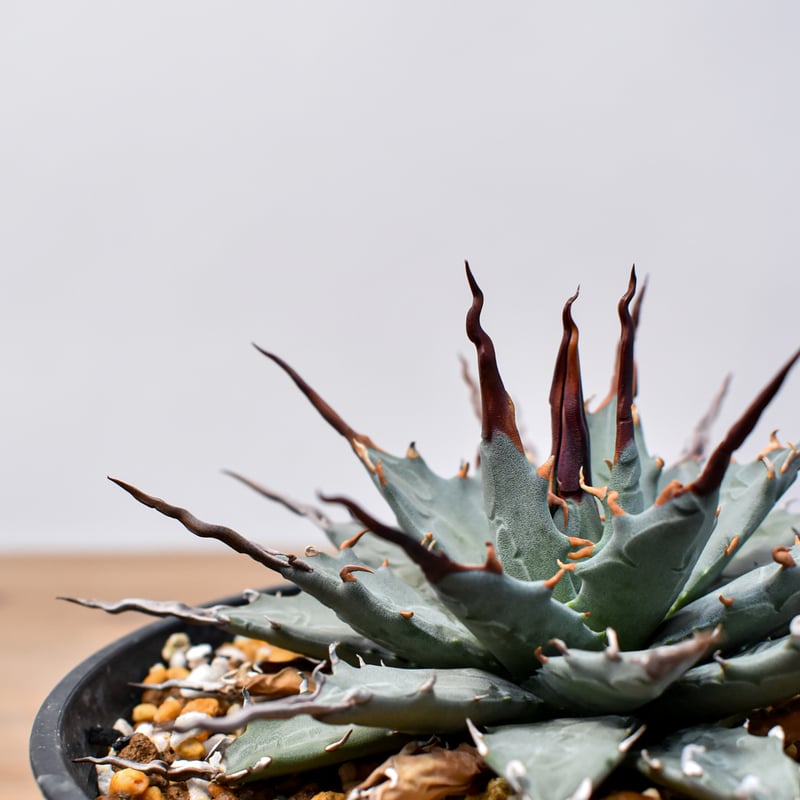 アガベ 妖炎×ブラックアンドブルー エボリスピナハイブリッド 発根済 鉢込 アガベ 妖炎×ブラックアンドブルー エボリスピナハイブリッド 発