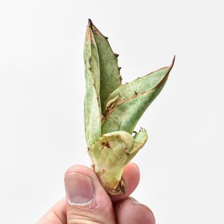 選抜アガベ | STORES