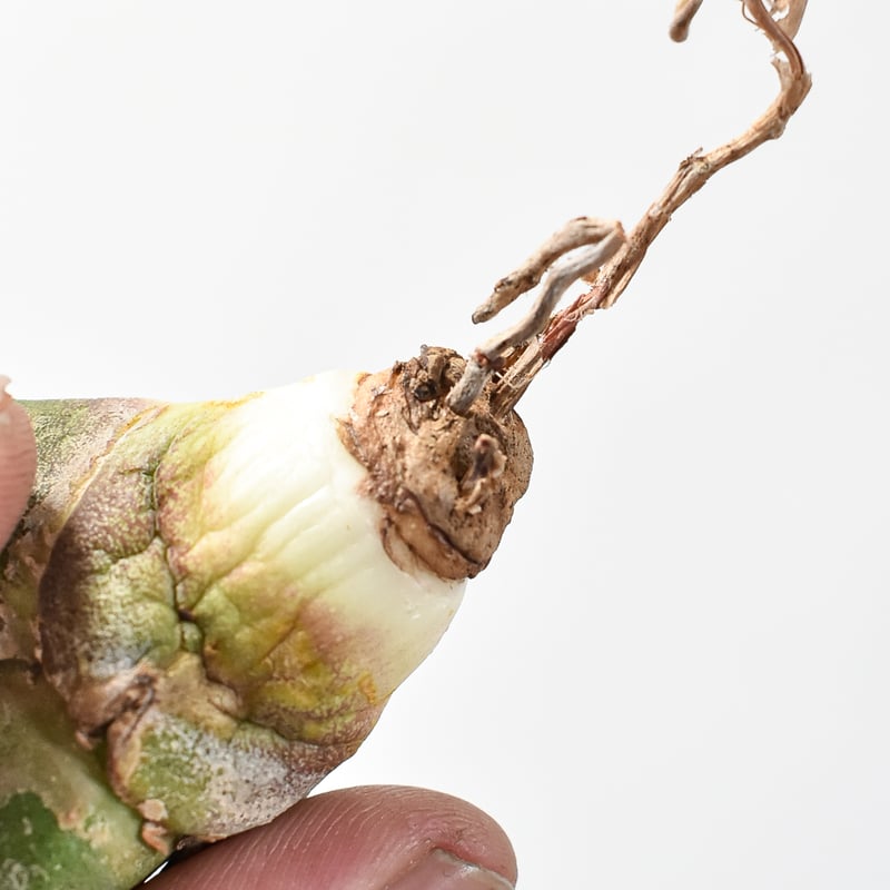 アガベ　紅龍　紅牡丹実生　裏表刺　第四種速達便抜き苗発送 アガベ チタノタ 