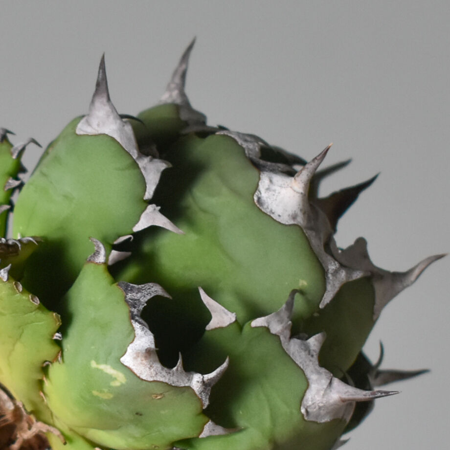 アガベ チタノタ ドワーフ 