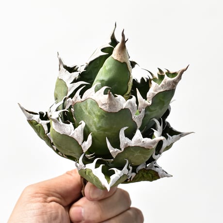 アガベ チタノタ "精品レッドキャットウィーズル" / 精品赤猫 , 精品紅猫  【台湾 dragon agave産/中株/抜き苗】E RF25011883
