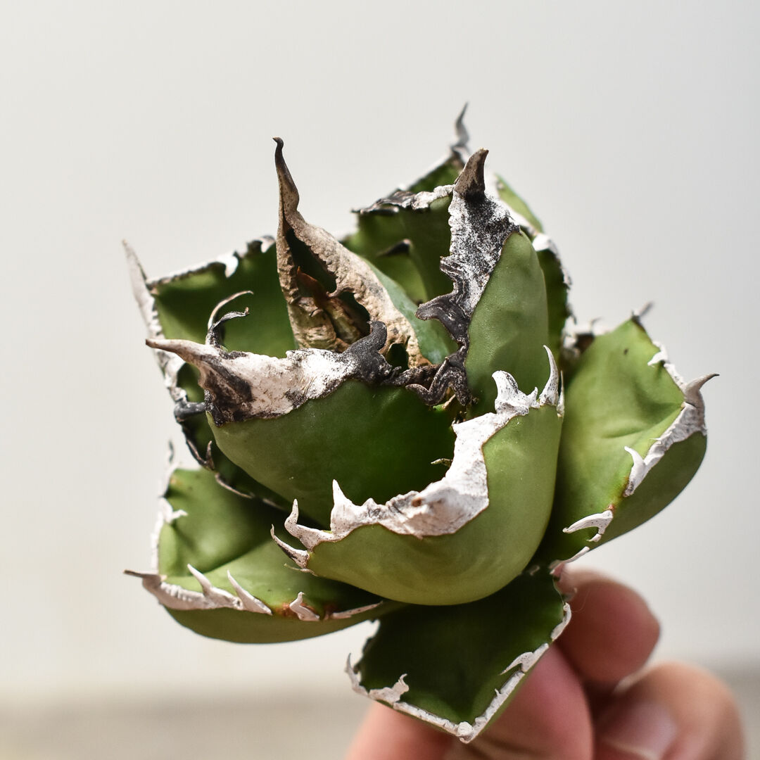 アガベ チタノタ 南アフリカダイヤモンド 