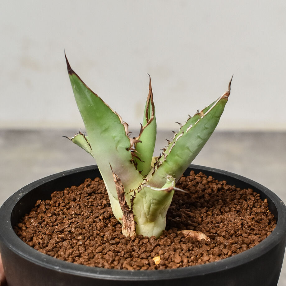 最終値下げ) アガベ チタノタ FO076 市場最大 強刺 良血統 大株 親株