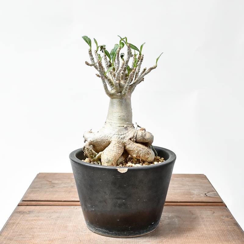 アデニウム アラビカム【発根済み】GM2400433(T) | RAFLUM / ラフラム