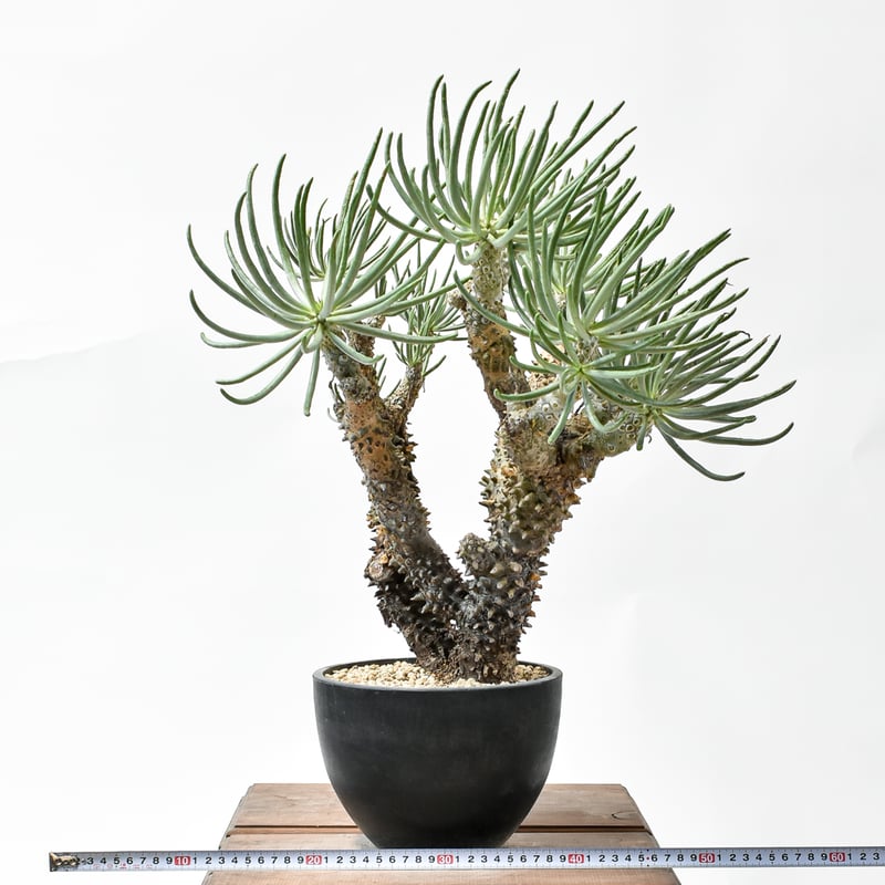 チレコドン カカリオイデス【発根済み】A HK2402700(T) | RAFLUM / ラフ