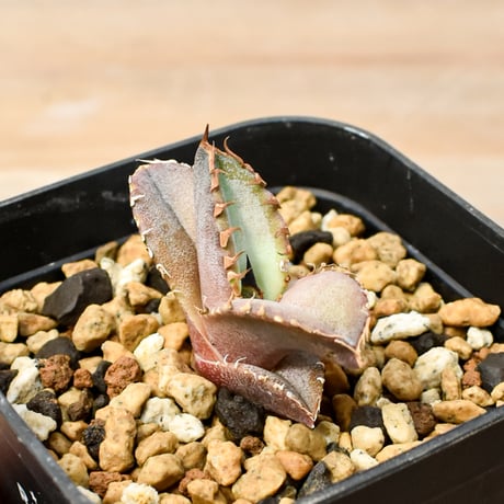 【RAFLUM育成株 5個セット】アガベ Mexico oteroi seeding / オテロイ実生 メキシコ産  【RAFLUM産/実生/子株】E