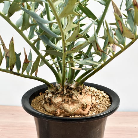 【国際希少野生動植物種登録票付】エンセファラルトス ホリダス RFHK-390