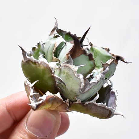 ブラック&ブルー　BB　ドワーフ アガベ チタノタ ブラックアンドブルー/bb-30 | アガベ専門店