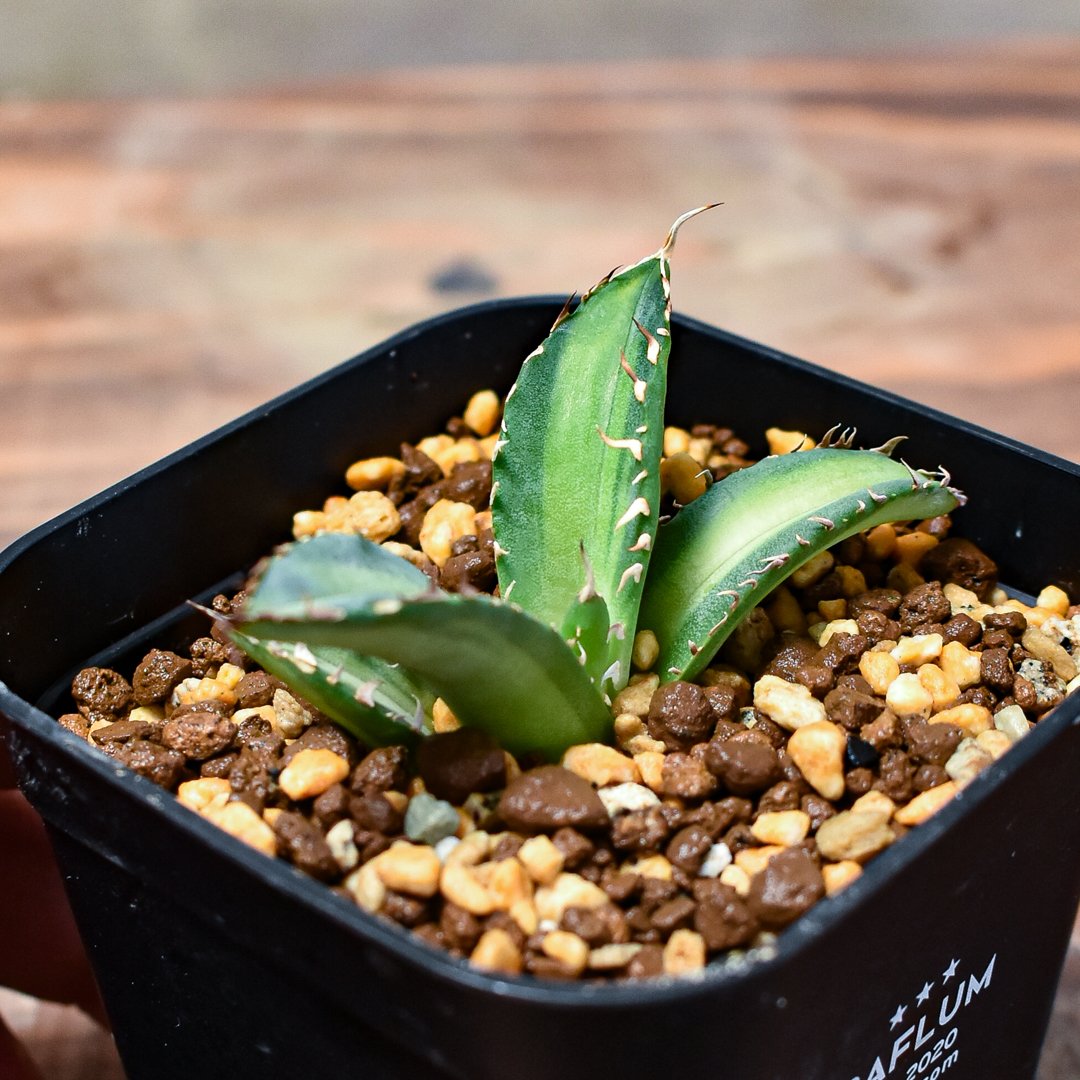 アガベチタノタ ノーネーム 【鉢付き】ジェレミー氏のアガベチタノタ