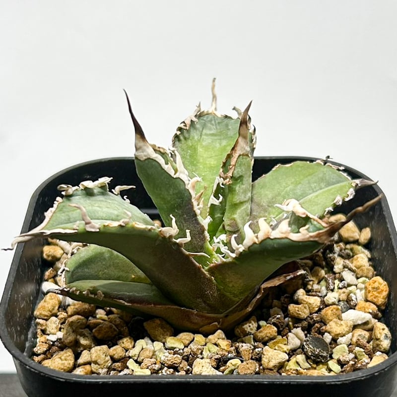 アガベ チタノタ ゴジラ 