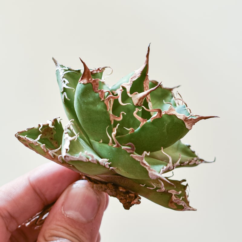 狼ノ宮ひなぎく　本多ぽこ ウェブポン レア賞 狼ノ宮ひなぎく 本多ぽこ ウェブポン レア賞 狼ノ宮ひなぎく 本多