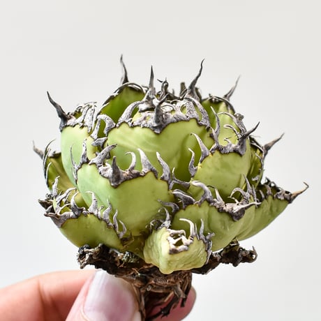 アガベ チタノタ  フィリグリー"精品 圓葉拇指"【台湾 dragon agave産/抜き苗/中株】427 DGC2409048